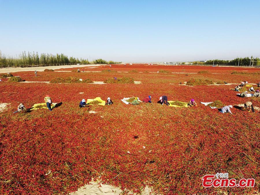 Farmers reap chilies in a fiery red field in the Yanqi area of the Xinjiang Production and Construction Corps (XPCC), a quasi-military, governmental organization in the Xinjiang Uygur autonomous region. Yanqi, with its fertile soils and long sunshine hours, is a major production base for chilies. A main source of income for the region, the high-quality chilies sell well in provinces including Shandong, Shaanxi, Hebei and Shanxi. (Photo: China News Service/He Fei)