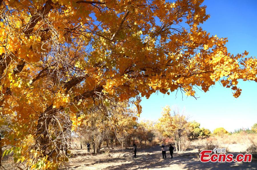 Tourists visit a forest of desert poplar or populus euphratica in Huangqu Town, Dunhuang City, Northwest China\'s Gansu Province. During the autumn months, the town has drawn tourists eager to see the striking golden leaves of the trees against clear, blue skies. (Photo: China News Service/Li Xiaoling)