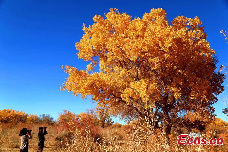 Tourists visit a forest of desert poplar or populus euphratica in Huangqu Town, Dunhuang City, Northwest China\'s Gansu Province. During the autumn months, the town has drawn tourists eager to see the striking golden leaves of the trees against clear, blue skies. (Photo: China News Service/Li Xiaoling)