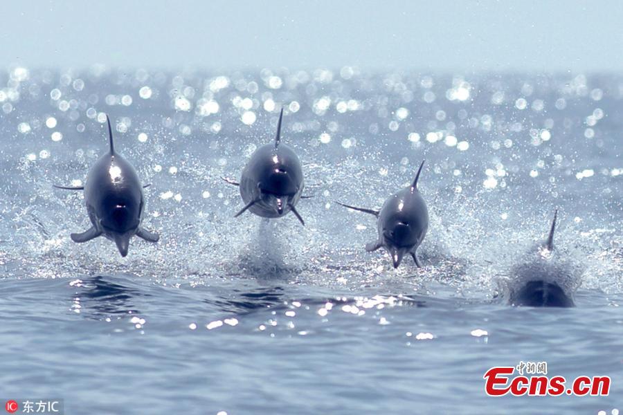 <?php echo strip_tags(addslashes(Photo taken by Mithun C Mohan, 36, shows the moment three dolphins leaping out of the water in open sea near the Muscat Coast in Oman. (Photo/IC))) ?>