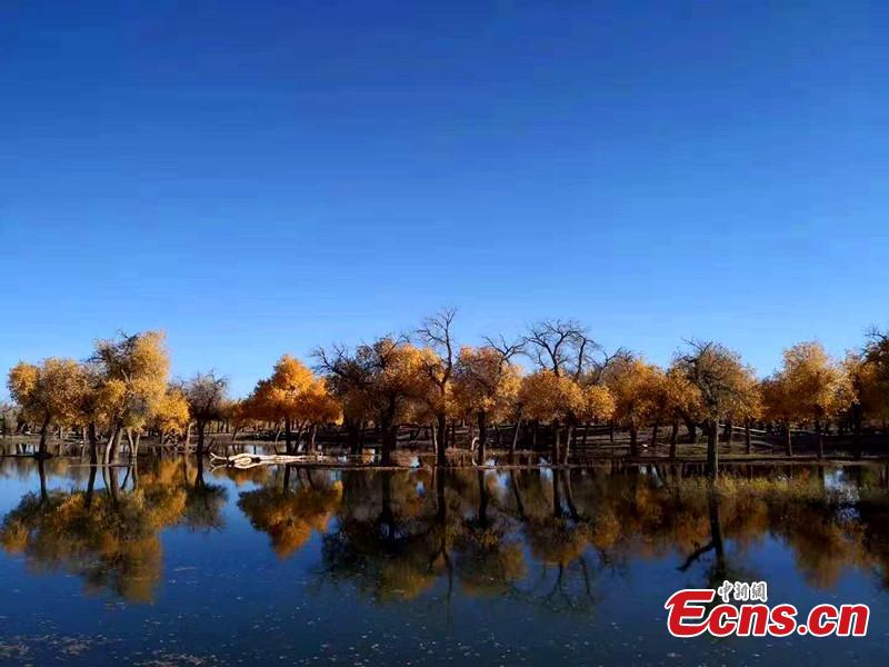 Mid-October is the best time of the year to visit a forest of desert poplar or populus euphratica in Ejina Banner in North China’s Inner Mongolia Autonomous Region. With leaves turning yellow, the forest looks like a wonderland. (Photo/China News Serivce)