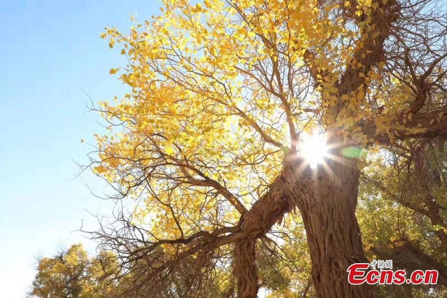 Mid-October is the best time of the year to visit a forest of desert poplar or populus euphratica in Ejina Banner in North China’s Inner Mongolia Autonomous Region. With leaves turning yellow, the forest looks like a wonderland. (Photo/China News Serivce)