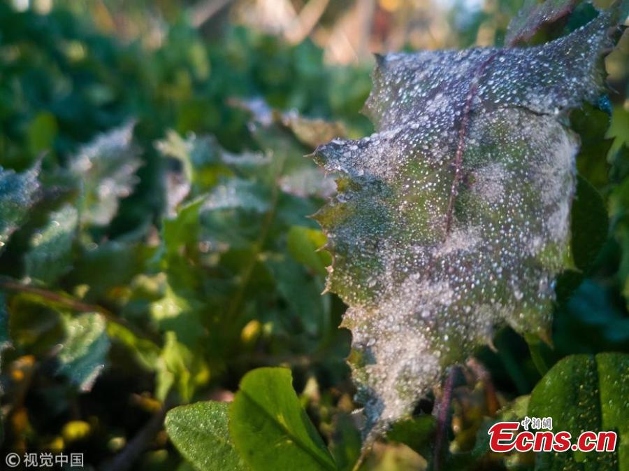 A frost creates a sparkling white coating on the plants in a park in Changchun City, Jilin Province, Oct. 15, 2018, as temperatures dropped below zero degrees Celsius. (Photo/VCG)