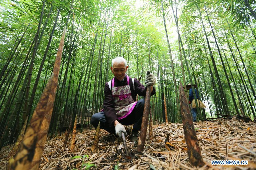 <?php echo strip_tags(addslashes(Farmers dig bamboo shoots in Lianhua Village of Baoyuan Township, Chishui, southwest China's Guizhou Province, Oct. 14, 2018. There are 1.32 million mu (0.88 million hectares) of bamboo forests in Chishui. The bamboo-related industry has become an income booster for the locals. (Xinhua/Wang Changyu))) ?>