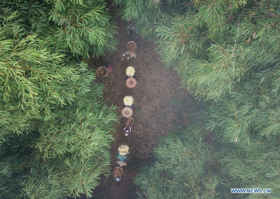 In this aerial photo taken on Oct. 14, 2018, farmers transfer harvested bamboo shoots in Lianhua Village of Baoyuan Township, Chishui, southwest China\'s Guizhou Province. There are 1.32 million mu (0.88 million hectares) of bamboo forests in Chishui. The bamboo-related industry has become an income booster for the locals. (Xinhua/Wang Changyu)