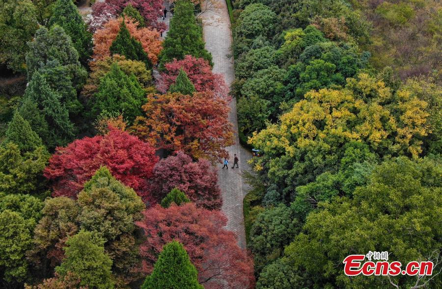 A view of the Shixiang Road, flanked by trees with great autumn foliage, at the Ming Xiaoling Mausoleum in Nanjing City, East China’s Jiangsu Province, Oct. 15, 2018. At the southern foot of Purple Mountain, Xiaoling is the mausoleum of the first Ming Dynasty (1368-1644) emperor Zhu Yuanzhang. (Photo: China News Service/Yang Bo)