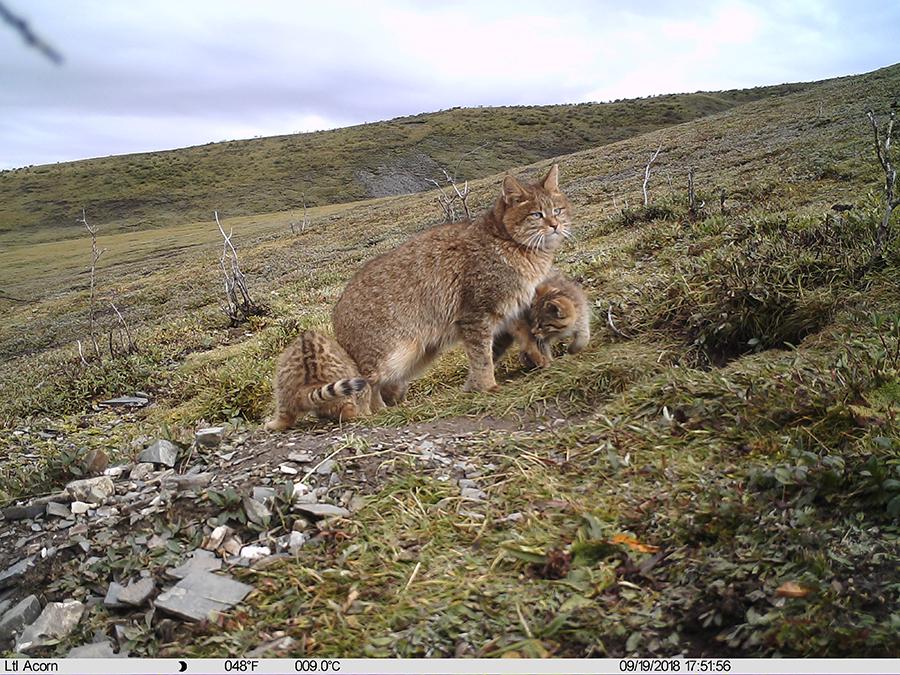 Photo taken by an infrared camera shows a Chinese mountain cat with its kitten in Sanjiangyuan area,Northwest China\'s Qinghai Province, Sept. 19, 2018. The Chinese mountain cat is a wild felid endemic to China that is under second-class national protection. (Photo/Xinhua)