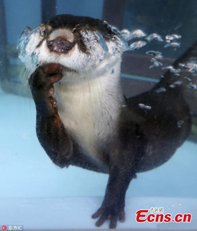 <?php echo strip_tags(addslashes(An African clawless otter swims at a water theme park in Mie Prefecture, Japan, Oct. 13, 2018. (Photo/Agencies))) ?>