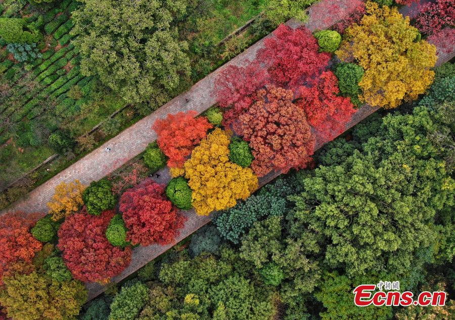 A view of the Shixiang Road, flanked by trees with great autumn foliage, at the Ming Xiaoling Mausoleum in Nanjing City, East China’s Jiangsu Province, Oct. 15, 2018. At the southern foot of Purple Mountain, Xiaoling is the mausoleum of the first Ming Dynasty (1368-1644) emperor Zhu Yuanzhang. (Photo: China News Service/Yang Bo)