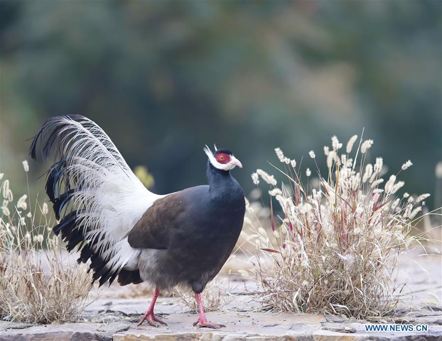 A brown-eared pheasant searches for food on Shibi Mountain in Jiaocheng County, north China\'s Shanxi Province, on Oct. 12, 2018. (Xinhua/Mei Yongcun)
