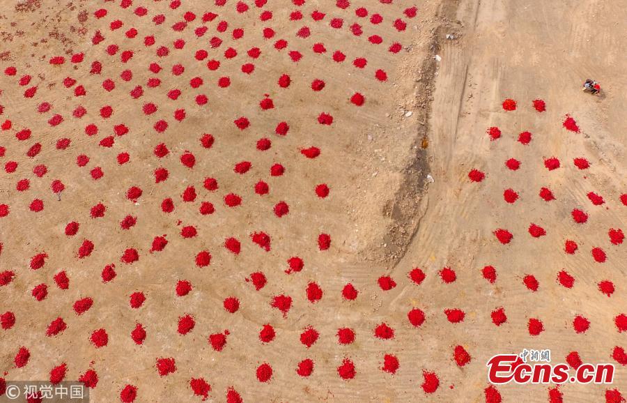 Stretches of chilies air-dry along a road in Kuqa County, Northwest China’s Xinjiang Uygur Autonomous Region, in this shot captured by drone. It is the chili harvest season in the region. (Photo/VCG)
