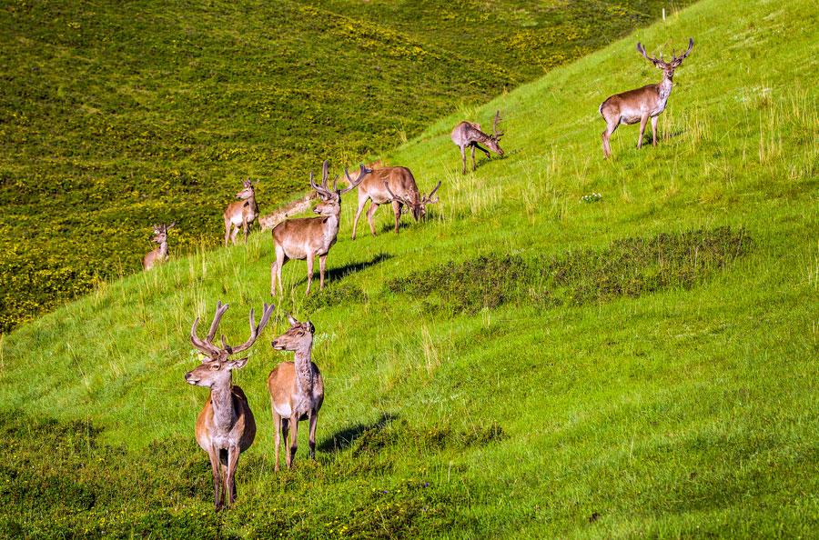 <?php echo strip_tags(addslashes(A herd of Red deer is seen at the foot of Qilian Mountain in autumn. They gallop across the field, forage for grass and play, making the area a fairyland. （Photo by Tian Xi/ chinadaily.com.cn）)) ?>