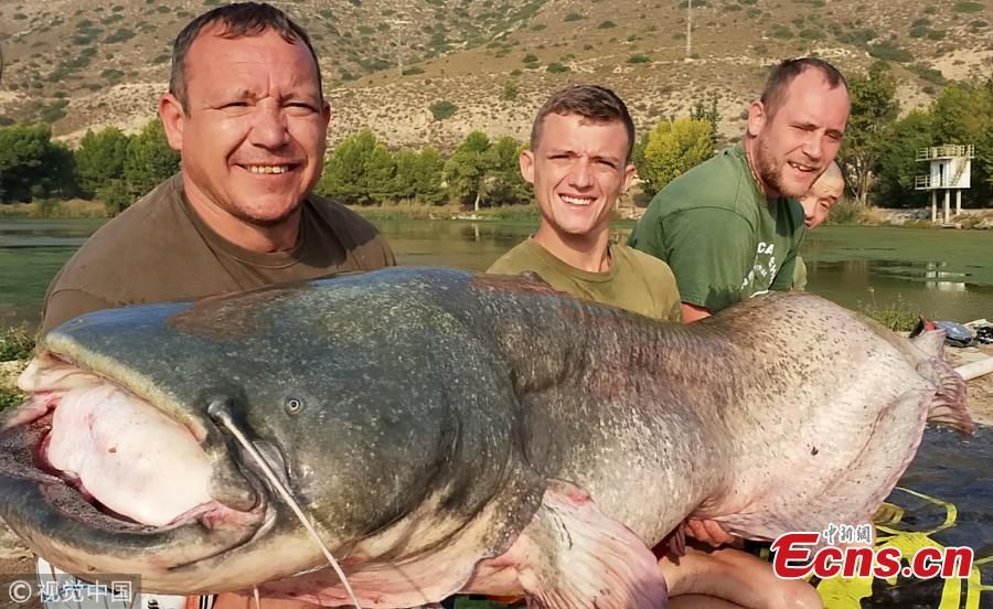Fishermen show a 110kg catfish caught by Peter Irwin in the Segre River, Mequinenza, Spain, Oct. 12, 2018. It took Irwin, 37, nearly an hour to haul the 2.4m-long fish out of the water. (Photo/VCG)