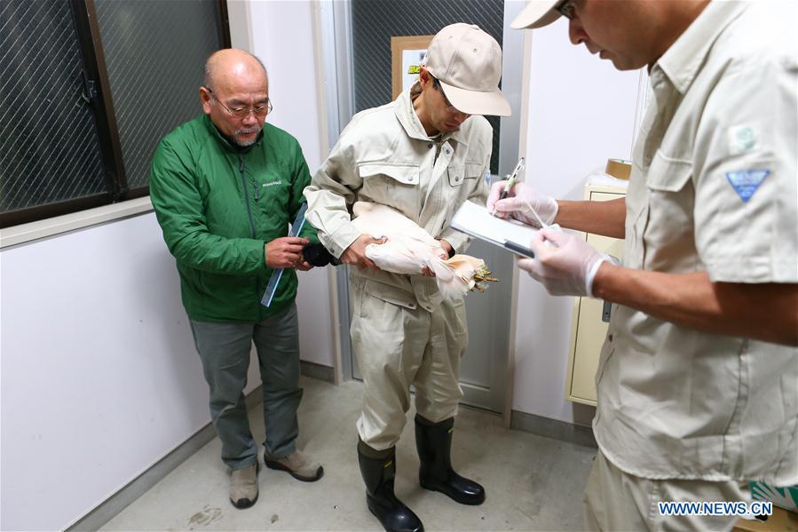 <?php echo strip_tags(addslashes(A crested ibis from China receives physical examination at the Sado Japanese Crested Ibis Conservation Center in Niigata Prefecture, Japan, Oct. 17, 2018. A pair of crested ibises from China arrived in Japan on Wednesday as a symbol of friendship between the two countries. (Xinhua/Ma Caoran))) ?>