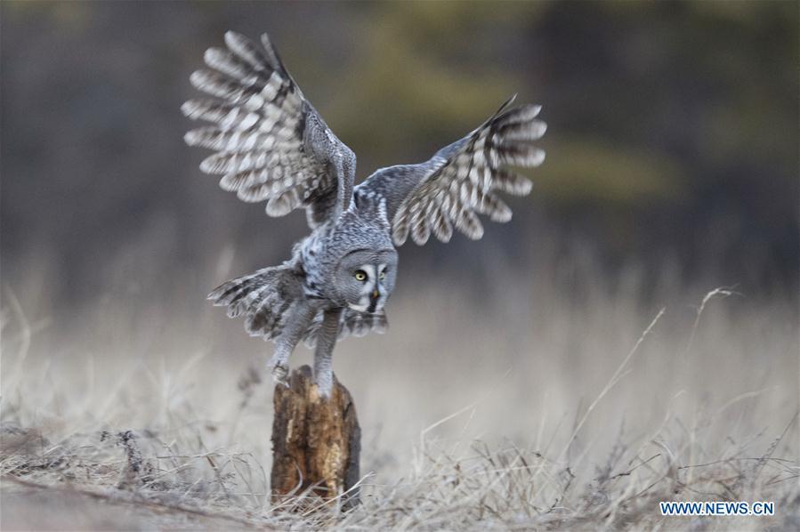 <?php echo strip_tags(addslashes(A great grey owl is seen in a forest in Wunu'er Town of Yakeshi City, north China's Inner Mongolia Autonomous Region, on Oct. 17, 2018. Great grey owls are a wild animal under China's second-grade protection. (Photo/Xinhua))) ?>