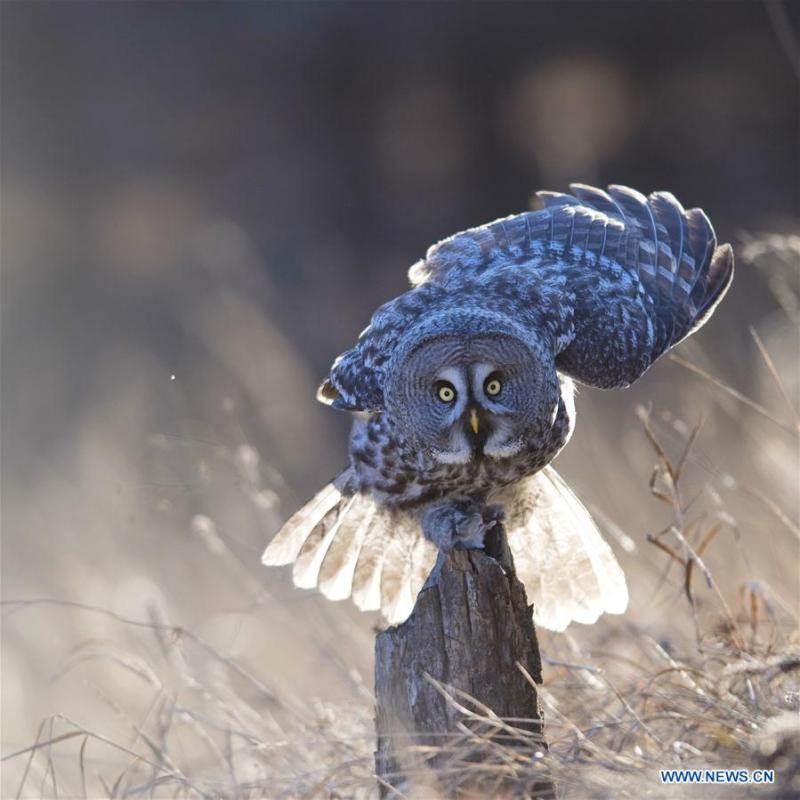 <?php echo strip_tags(addslashes(A great grey owl is seen in a forest in Wunu'er Town of Yakeshi City, north China's Inner Mongolia Autonomous Region, on Oct. 17, 2018. Great grey owls are a wild animal under China's second-grade protection. (Photo/Xinhua))) ?>