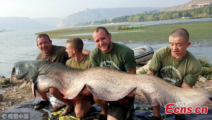 Fishermen show a 110kg catfish caught by Peter Irwin in the Segre River, Mequinenza, Spain, Oct. 12, 2018. It took Irwin, 37, nearly an hour to haul the 2.4m-long fish out of the water. (Photo/VCG)