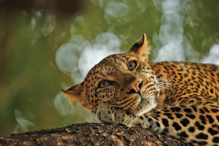 (Photo Provided to China Daily)