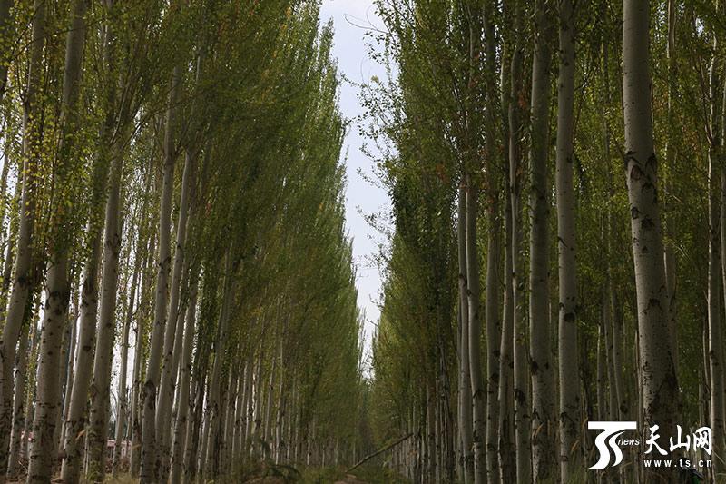 Tall trees border a windbreak planted in the first phase of the Kekeya green project. (Photo/ts.cn)