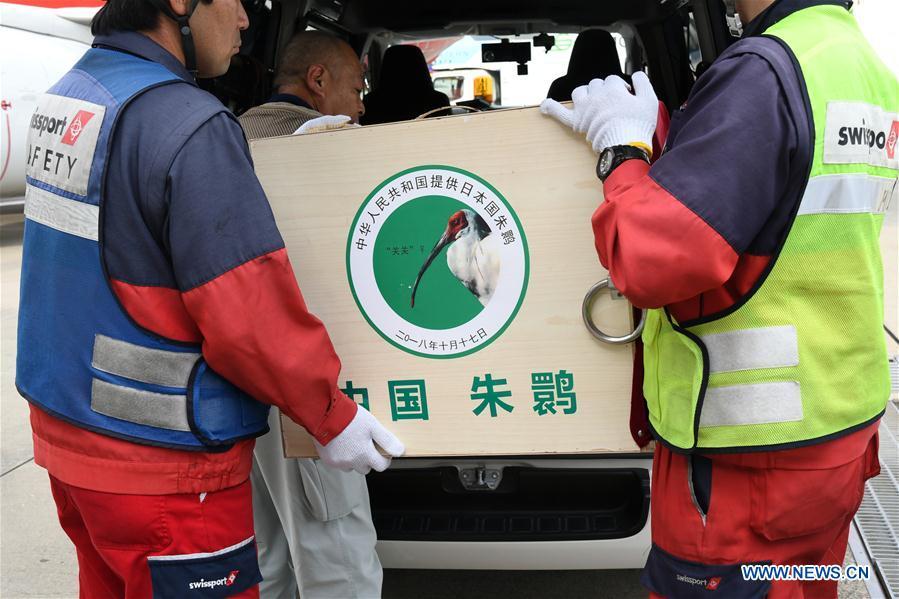 <?php echo strip_tags(addslashes(A pair of crested ibises from China arrive at Japan's Narita Airport, Oct. 17, 2018. A pair of crested ibises from China arrived in Japan on Wednesday as a symbol of friendship between the two countries. (Xinhua/Hua Yi))) ?>