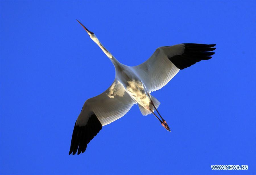 A siberian crane flies over the Momoge state-level nature reserve wetland in Zhenlai County, northeast China\'s Jilin Province, on Oct. 17, 2018. Hundreds of Siberian cranes stopped at the nature reserve for a rest on their migration way towards south. (Xinhua/Lin Hong)