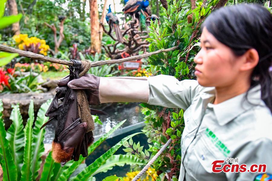 <?php echo strip_tags(addslashes(Malayan flying fox, one of the world's largest bat species, meet the public for the first time at Chimelong Safari Park in Guangzhou City, Guangdong Province, Oct. 18, 2018. (Photo: China News Service/Chen Jimin))) ?>
