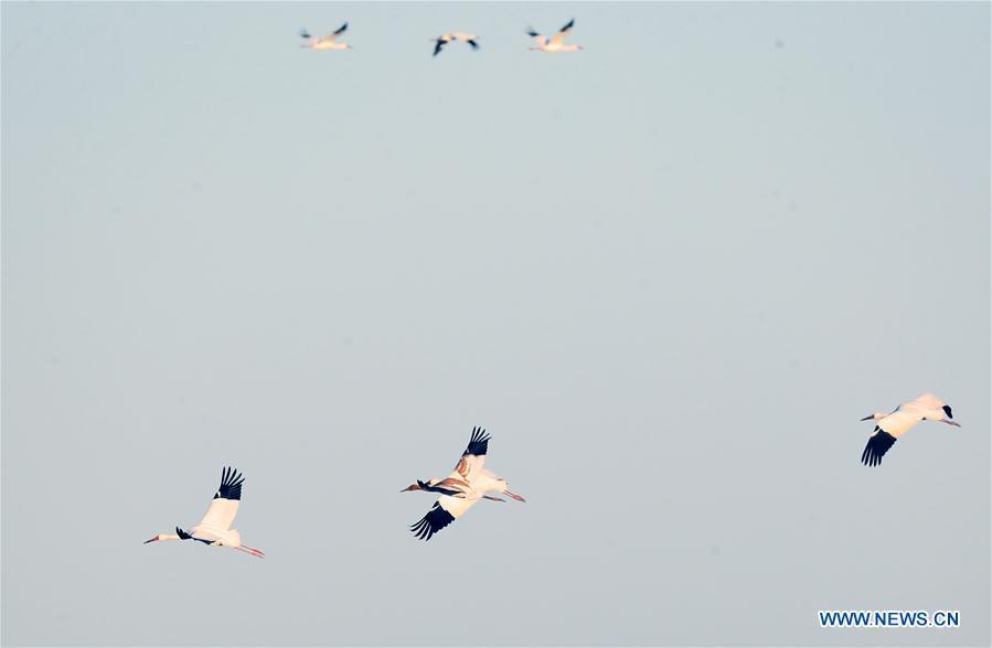 Siberian cranes fly over the Momoge state-level nature reserve wetland in Zhenlai County, northeast China\'s Jilin Province, on Oct. 17, 2018. Hundreds of Siberian cranes stopped at the nature reserve for a rest on their migration way towards south. (Xinhua/Lin Hong)