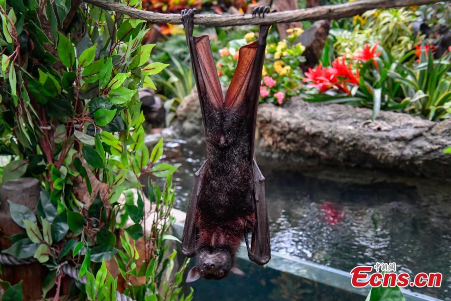 <?php echo strip_tags(addslashes(Malayan flying fox, one of the world's largest bat species, meet the public for the first time at Chimelong Safari Park in Guangzhou City, Guangdong Province, Oct. 18, 2018. (Photo: China News Service/Chen Jimin))) ?>