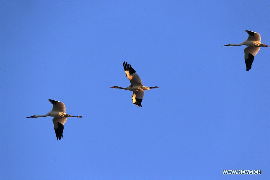 Siberian cranes fly over the Momoge state-level nature reserve wetland in Zhenlai County, northeast China\'s Jilin Province, on Oct. 17, 2018. Hundreds of Siberian cranes stopped at the nature reserve for a rest on their migration way towards south. (Xinhua/Lin Hong)