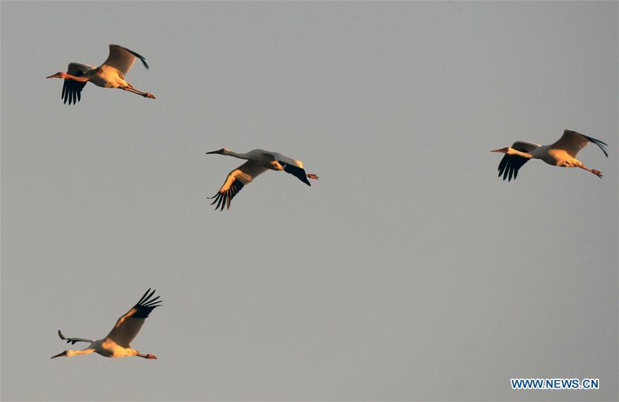 Siberian cranes fly over the Momoge state-level nature reserve wetland in Zhenlai County, northeast China\'s Jilin Province, on Oct. 17, 2018. Hundreds of Siberian cranes stopped at the nature reserve for a rest on their migration way towards south. (Xinhua/Lin Hong)