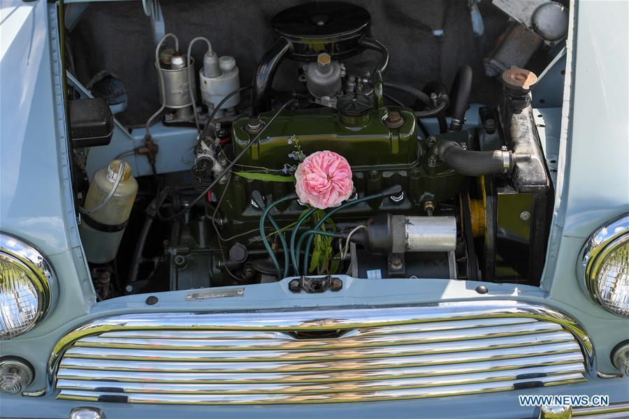 Photo taken on Oct. 20, 2018 shows a flower in a BMW MINI Cooper vehicle in Wellington, New Zealand. More than 120 BMW MINI Cooper vehicles are displayed during the 24th Mini Nationals Show and Shine. (Xinhua/Guo Lei)