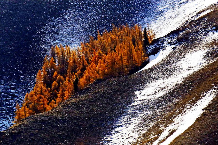Autumn casts a colorful spell in russet and golden yellow over a forest of pine trees in Kumul, Northwest China\'s Xinjiang Uygur autonomous region. The forest, stretching over 100 kilometers, forms a unique scenery against the snow-covered mountain peaks, Oct. 22, 2018. [Photo/Asianewsphoto)