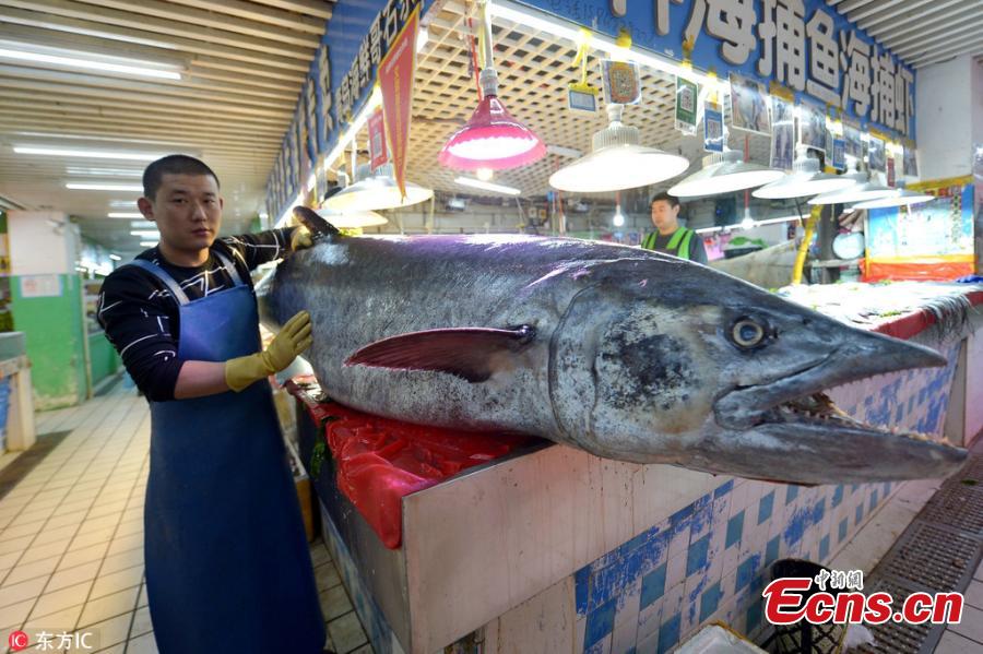 <?php echo strip_tags(addslashes(A giant Chinese seerfish is for sale at a seafood market in Qingdao City, East China’s Shandong Province, Oct. 20, 2018. The fish, caught in the Yellow Sea, measured 2.5 meters in length and weighed 119 kilograms. (Photo/IC))) ?>