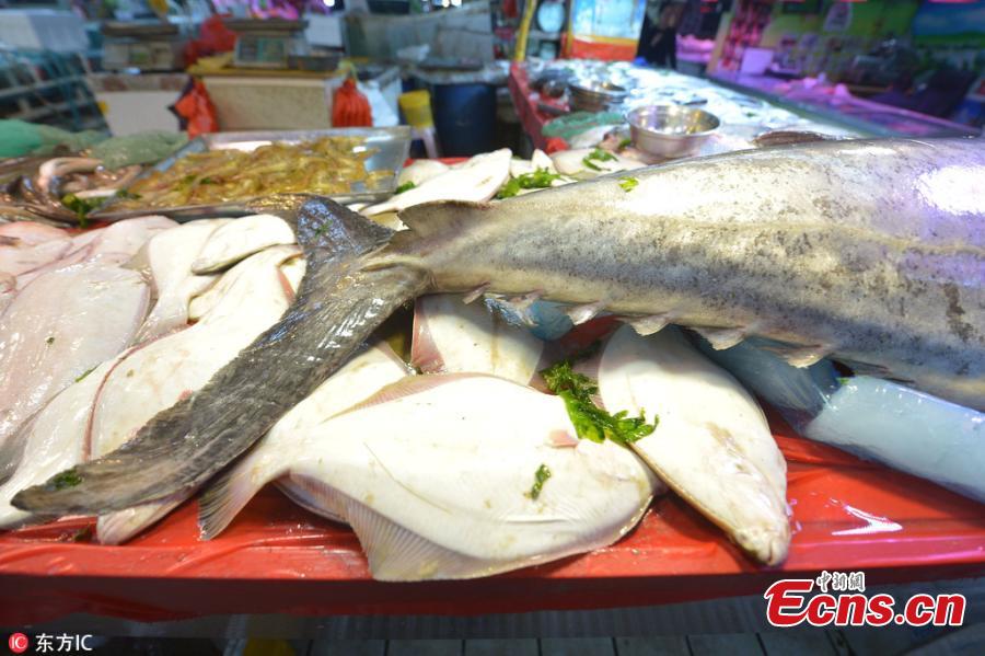 <?php echo strip_tags(addslashes(Fish for sale at a seafood market in Qingdao City, East China’s Shandong Province, Oct. 20, 2018. The fish, caught in the Yellow Sea, measured 2.5 meters in length and weighed 119 kilograms. (Photo/IC))) ?>