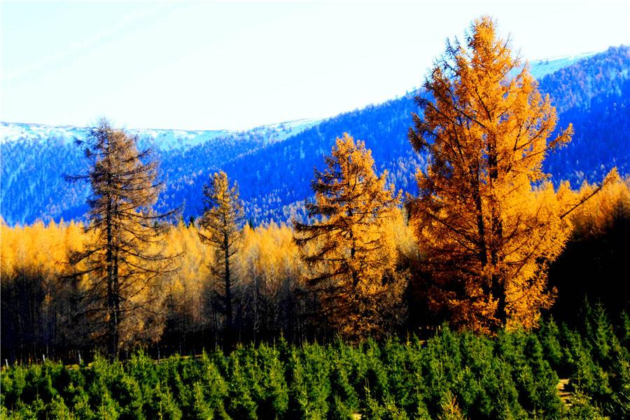 Autumn casts a colorful spell in russet and golden yellow over a forest of pine trees in Kumul, Northwest China\'s Xinjiang Uygur autonomous region. The forest, stretching over 100 kilometers, forms a unique scenery against the snow-covered mountain peaks, Oct. 22, 2018. [Photo/Asianewsphoto)