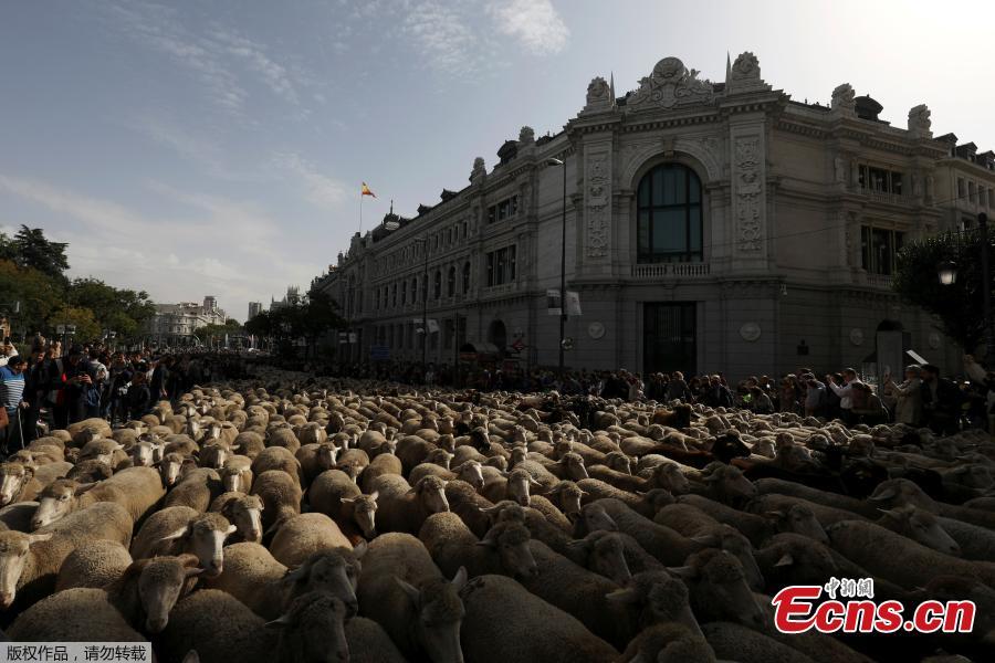 <?php echo strip_tags(addslashes(Sheep walk on the streets during the annual sheep parade through Madrid, Spain, October 21, 2018. Shepherds parade the sheep through the city every year in order to exercise their right to use traditional routes to migrate their livestock from northern Spain to winter grazing pasture land in southern Spain. (Photo/Agencies))) ?>