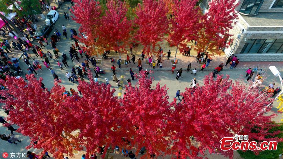 <?php echo strip_tags(addslashes(A view of the Ginkgo Festival at the Liaoning University in Shenyang City, Northeast China’s Liaoning Province, Oct. 21, 2018. The annual festival has attracted many visitors to the campus. (Photo/IC))) ?>