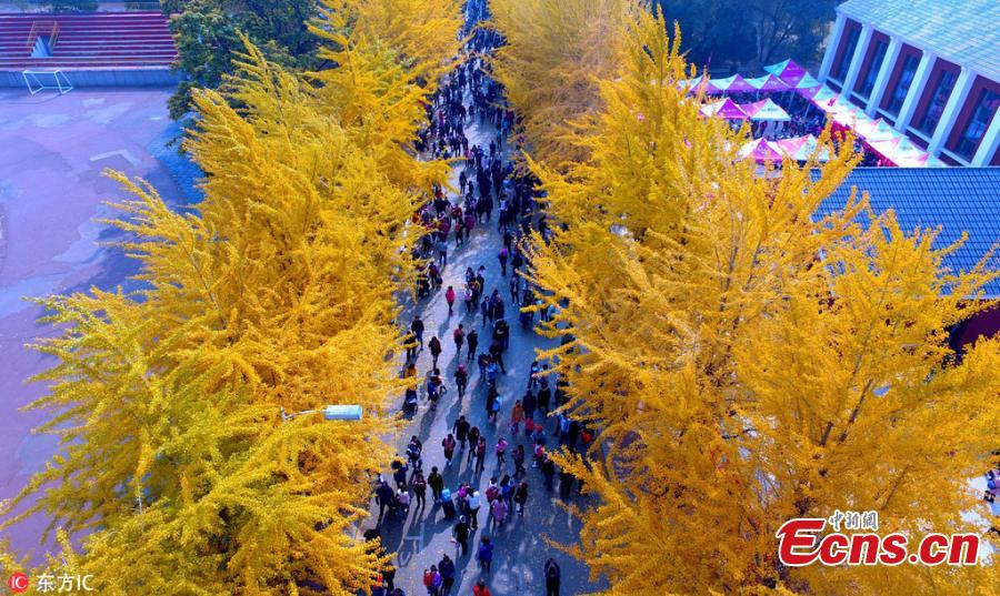 <?php echo strip_tags(addslashes(A view of the Ginkgo Festival at the Liaoning University in Shenyang City, Northeast China’s Liaoning Province, Oct. 21, 2018. The annual festival has attracted many visitors to the campus. (Photo/IC))) ?>