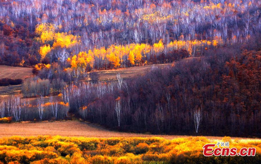 A view of the postcard-like autumn scenery at a forest in the Greater Khingan Mountains, Hulun Buir, North China’s Inner Mongolia Autonomous Region. Hulun Buir is home to 120,000 square kilometers of forest and 80,000 square kilometers of grassland. (Photo: China News Service/Jiang Xiwu)