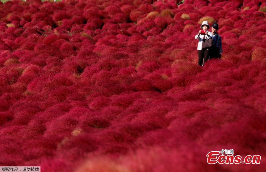 <?php echo strip_tags(addslashes(People walk in a field of fireweed, or Kochia scoparia, at the Hitachi Seaside Park in Hitachinaka, Japan, Oct. 22, 2018. Fireweed is a grass bush that takes on a bright red color in autumn. (Photo/Agencies))) ?>