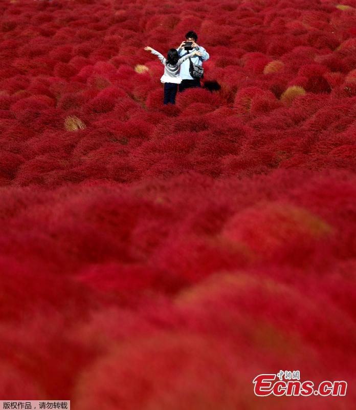 A couple take a picture in a field of fireweed, or Kochia scoparia, at the Hitachi Seaside Park in Hitachinaka, Japan, Oct. 22, 2018. Fireweed is a grass bush that takes on a bright red color in autumn. (Photo/Agencies)