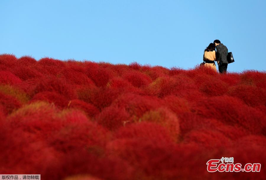 A couple take a picture in a field of fireweed, or Kochia scoparia, at the Hitachi Seaside Park in Hitachinaka, Japan, Oct. 22, 2018. Fireweed is a grass bush that takes on a bright red color in autumn. (Photo/Agencies)