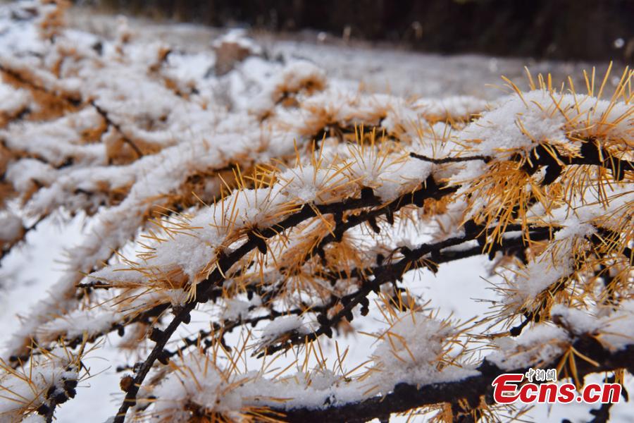 Fresh snow adds charm to trees, a river, and grassland at the foot of Qilian Mountain in Zhangye City, Northwest China’s Gansu Province, Oct. 21, 2018. (Photo: China News Service/Duo Dan)