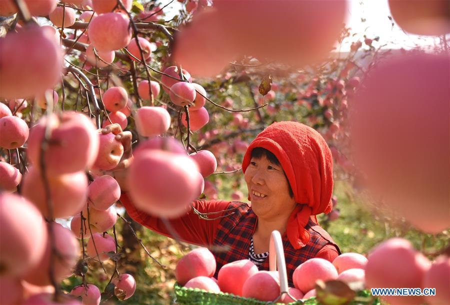 Eating apples

The apple is one kind of recommended fruit during Frost\'s Descent. There are many sayings about apples\' benefits in China, such as \