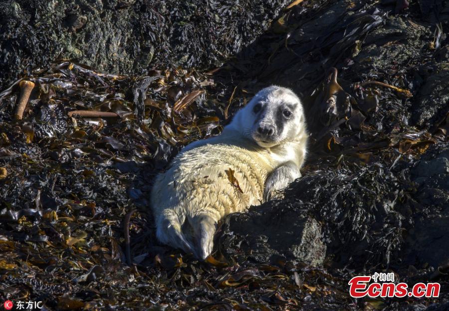 Photo taken by Jonathan Need shows a cute grey seal on a sunny day at Bardsey Island in North Wales. The photographer said the island is home to a population about 200 grey seals. (Photo/IC)