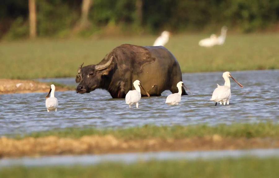 Rare birds stay in harmony with water buffalo at Dongzhaigang wetland. (Photo provided to chinadaily.com.cn)

The professor said that at the same time, the wetlands were playing a key role in the protection of native species diversity, highlighting local landscape features, cultivating a beautiful recreational environment for local residents and upgrading the urban quality of Haikou as a city. To date, Haikou has cleared more than 7.2 million square meters of black and odorous water areas through ecological restoration. Water quality has improved significantly and beautiful wetlands have been created along the rivers, lakes and seashores.

\