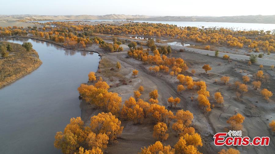 A view of a forest of desert poplar or populus euphratica in the Tarim Basin area under the administration of a unit of the Xinjiang Production and Construction Corps in northwest China’s Xinjiang Uygur Autonomous Region. Tarim Basin and neighboring areas are home to a wide distribution of desert poplar, which attracts tourists during autumn for the striking golden hue of its leaves. (Photo: China News Service/Li Xiaoling)