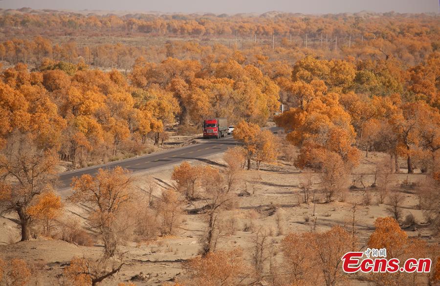 A view of a forest of desert poplar or populus euphratica in the Tarim Basin area under the administration of a unit of the Xinjiang Production and Construction Corps in northwest China’s Xinjiang Uygur Autonomous Region. Tarim Basin and neighboring areas are home to a wide distribution of desert poplar, which attracts tourists during autumn for the striking golden hue of its leaves. (Photo: China News Service/Li Xiaoling)