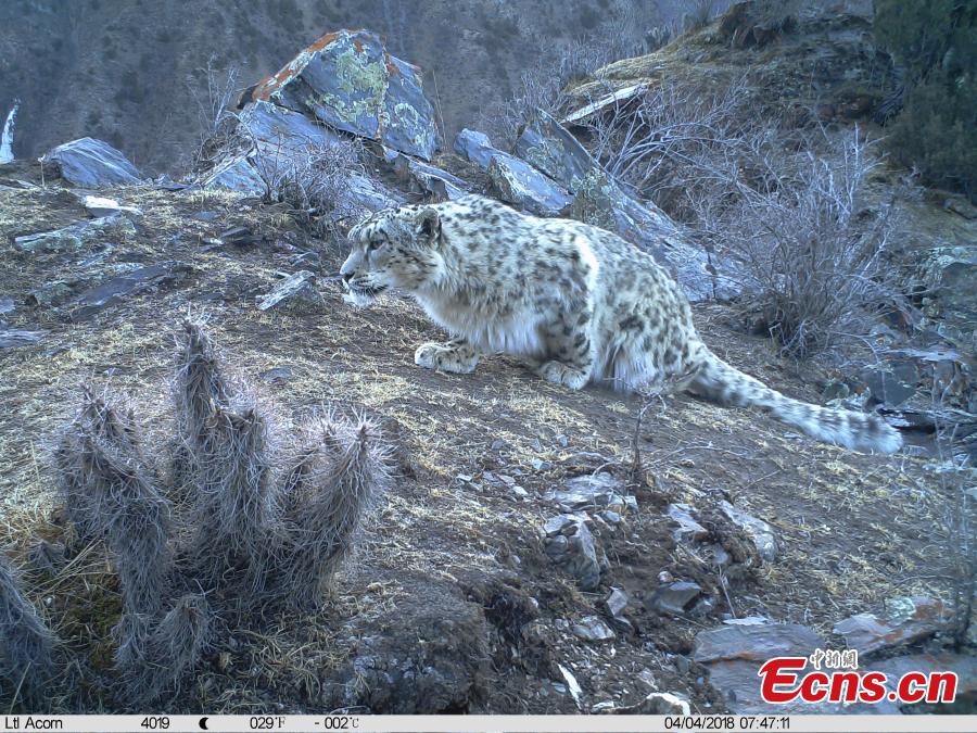 <?php echo strip_tags(addslashes(Photos taken by infrared camera and released by the Shanshui Conservation Center in Beijing, on October 23, International Snow Leopard Day, show a snow leopard in the Three-River Source National Nature Reserve (Sanjiangyuan) in Qinghai Province. China is currently home to 60 percent of the world’s habitat area of the endangered mountain cat. (Photo provided to China News Service))) ?>