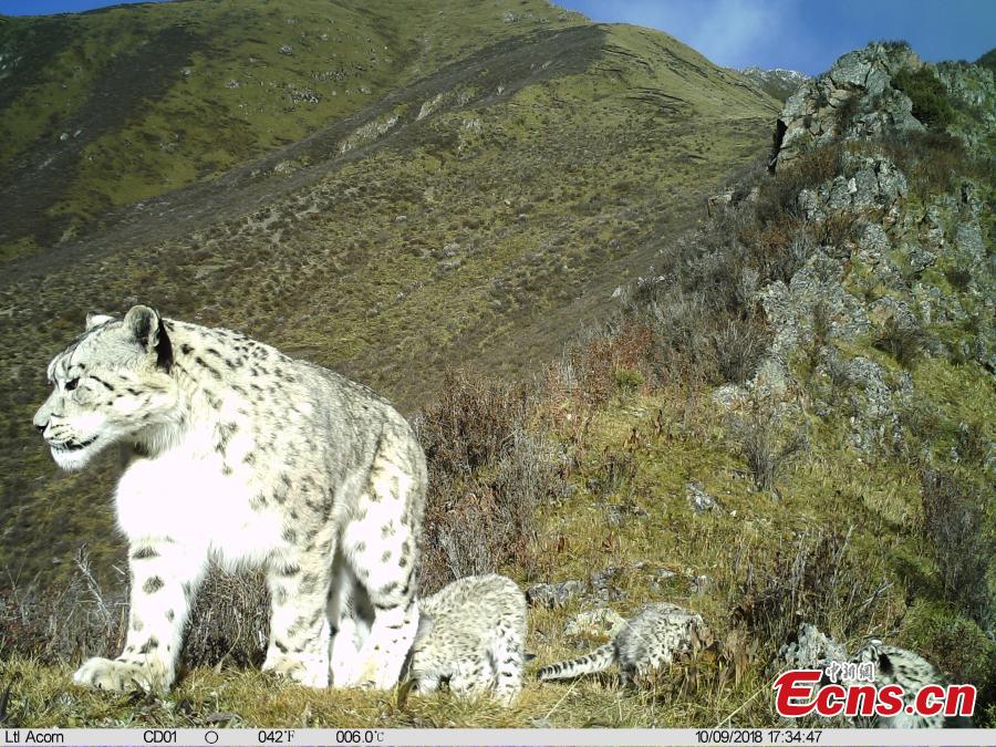 <?php echo strip_tags(addslashes(Photos taken by infrared camera and released by the Shanshui Conservation Center in Beijing, on October 23, International Snow Leopard Day, show a snow leopard in the Three-River Source National Nature Reserve (Sanjiangyuan) in Qinghai Province. China is currently home to 60 percent of the world’s habitat area of the endangered mountain cat. (Photo provided to China News Service))) ?>